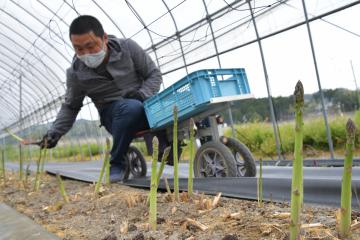 アスパラガスの収穫をする平山達也さん=常陸太田市棚谷町、高松美鈴撮影