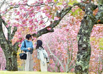 満開の八重桜の下、来園者が和やかな時間を過ごした=16日、那珂市静の静峰ふるさと公園