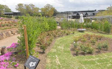 香りの強いバラが植栽された「アロマローズエリア」=石岡市下青柳の県フラワーパーク