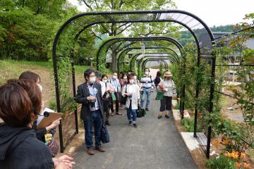 リニューアルした県フラワーパークの内覧会で「バラのトンネル」をくぐる参加者ら=石岡市下青柳
