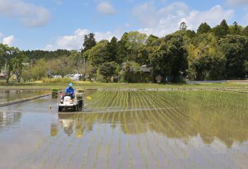 田植えが進み、青々とした苗が並ぶ水田=2日午前、常陸太田市里野宮町