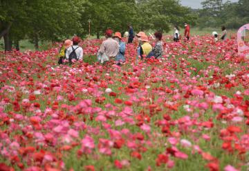 見頃を迎えている鬼怒フラワーラインのポピー=下妻市鎌庭の鬼怒川河川敷