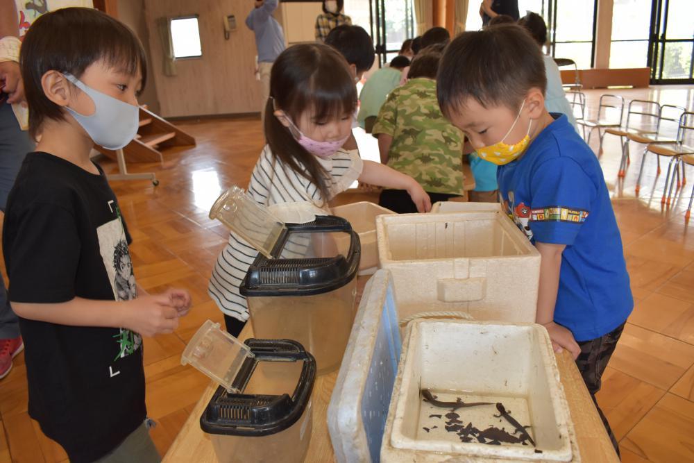 希少なサンショウウオを鑑賞する園児ら=常陸太田市内堀町