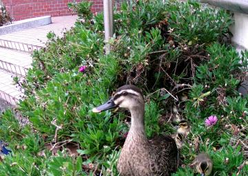 公民館入り口の植え込みにある巣から出てくるカルガモのひな=取手市清水(武笠征男さん提供)