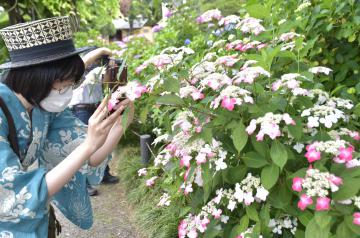 茨城新聞 日本庭園 初夏の彩り 水戸のあじさいまつり開幕