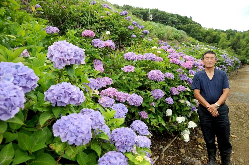 茨城新聞 里山に咲くアジサイ 笠間の鈴木さん 15種7000株植え付け