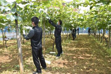 牛久シャトー敷地内でブドウ栽培の傘かけ作業を学ぶ農芸学院の職員=牛久市中央
