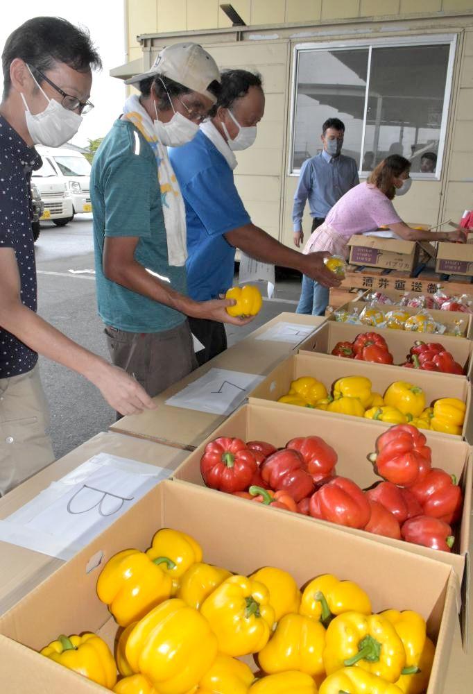 パプリカの出来栄えを確認する生産者ら=鉾田市造谷