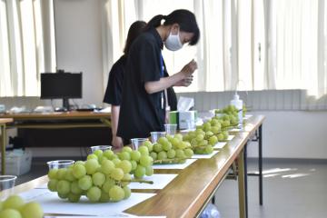 ブドウの糖度などを計測した品質検討会=常陸太田市大里町のJA常陸太田営農経済センター