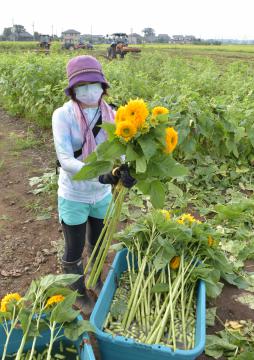 トラクターで刈り取りが行われる中、八重ヒマワリを切り花にするフェス実行委のメンバー=筑西市宮山