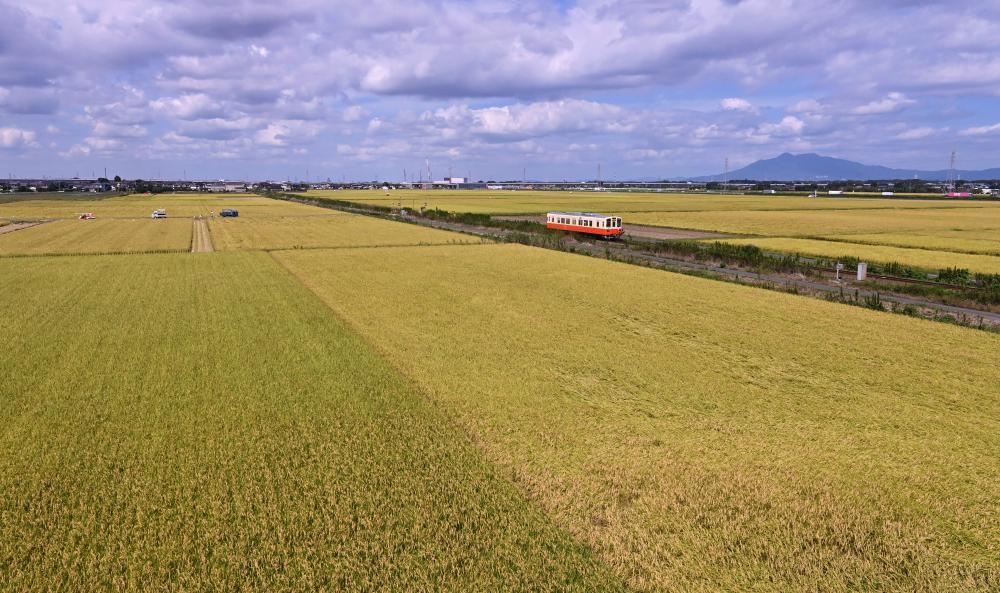 収穫期を迎え黄金色に染まる水田=7日午後、常総市中妻町