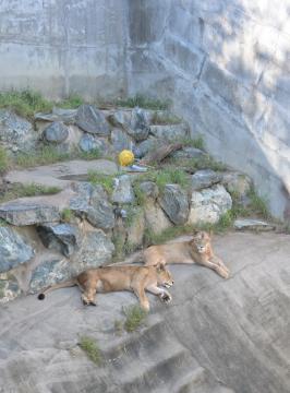 コンクリートに囲まれた現在の猛獣舎=日立市宮田町