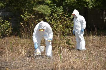 野生イノシシ向けの豚熱経口ワクチンを散布する猟友会員=6月、城里町上古内