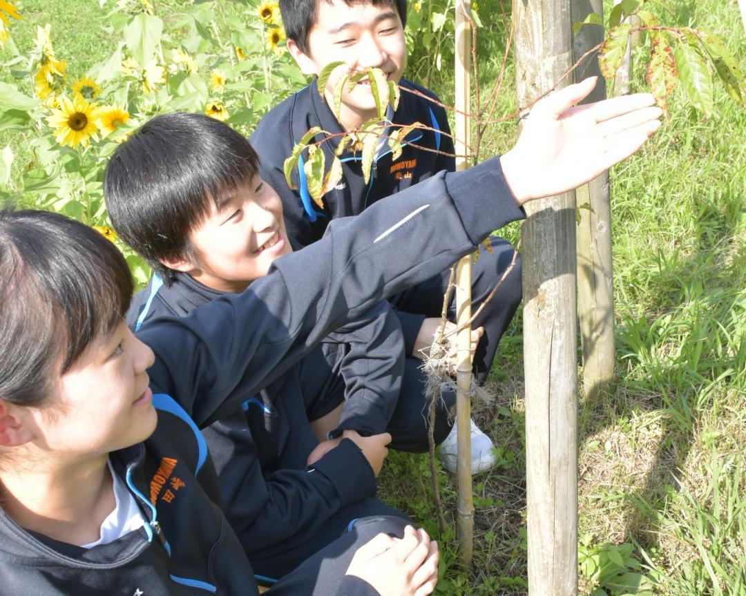 桜川市立桃山学園の構内に植えられたヤマザクラと、種の採取時から見守る同校生徒=同市真壁町伊佐々
