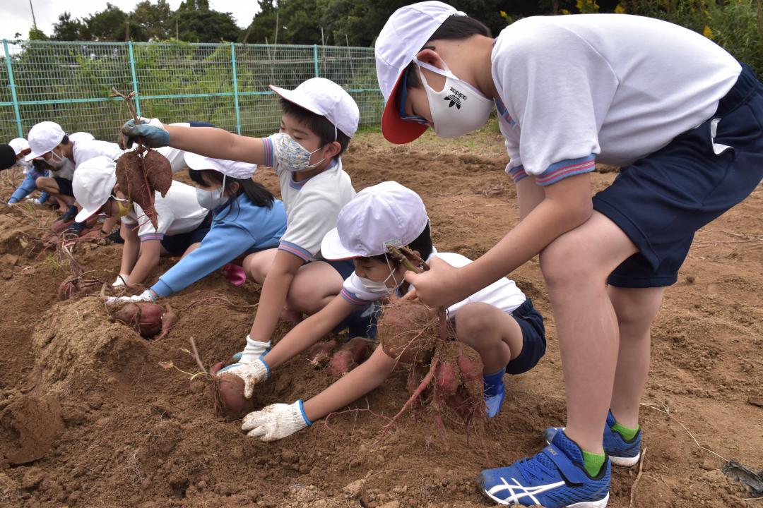サツマイモを収穫する児童たち=常陸太田市谷河原町

