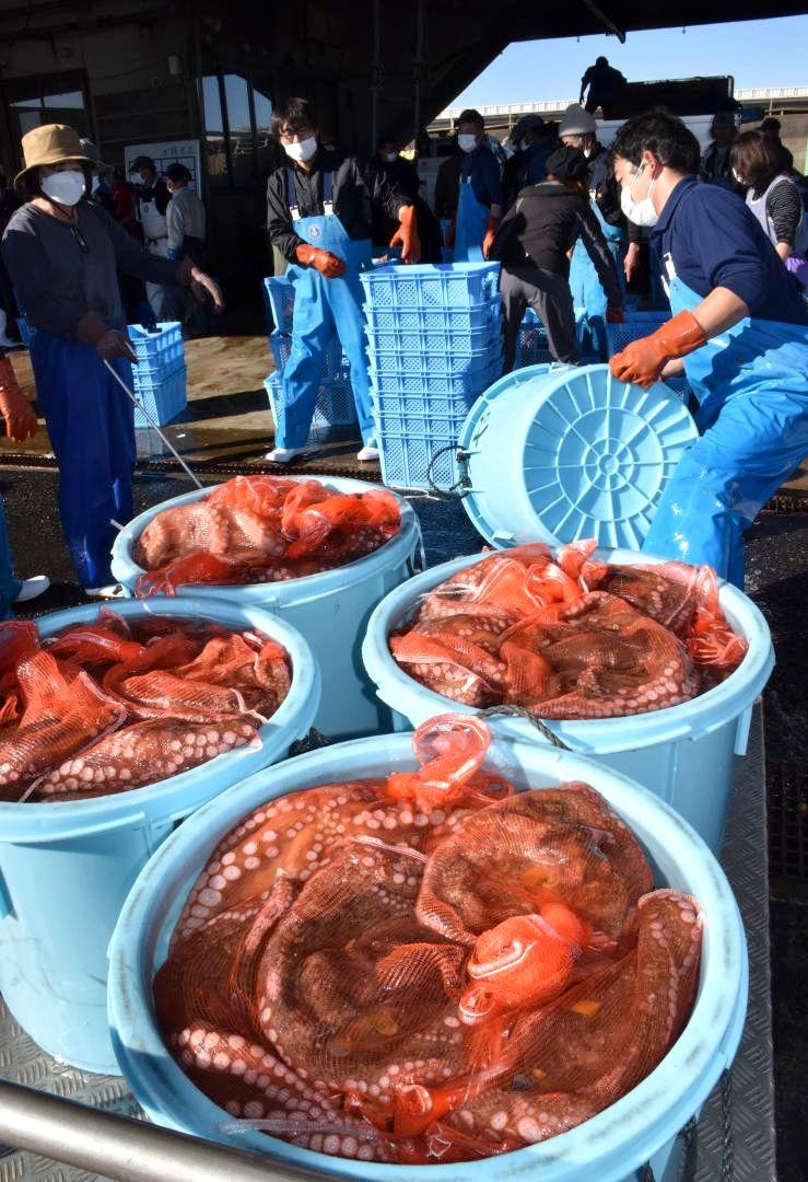 水揚げされた「鹿島たこ」。漁協職員が手際よくサイズ分けしていた=鹿嶋市平井の鹿島灘漁業協同組合
