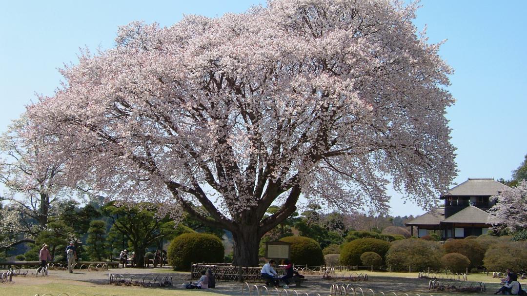 倒木前の「左近の桜」＝水戸市常磐町の偕楽園（県提供）