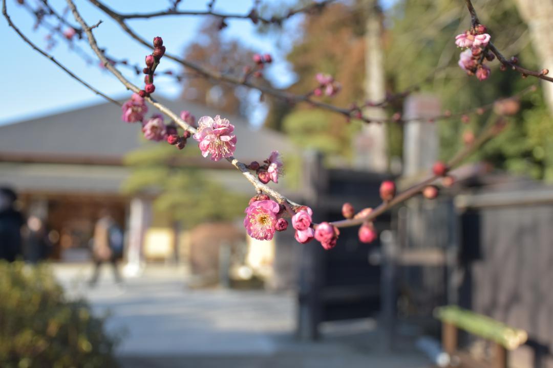 早咲きの品種が咲き始めた偕楽園＝水戸市常磐町
