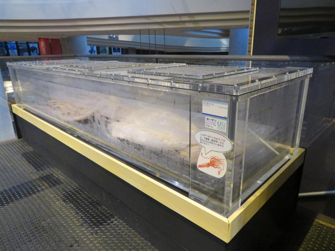 ホルマリン溶液が漏れ出した、ダイオウイカの展示ケース=坂東市大崎の県自然博物館(同館提供)
