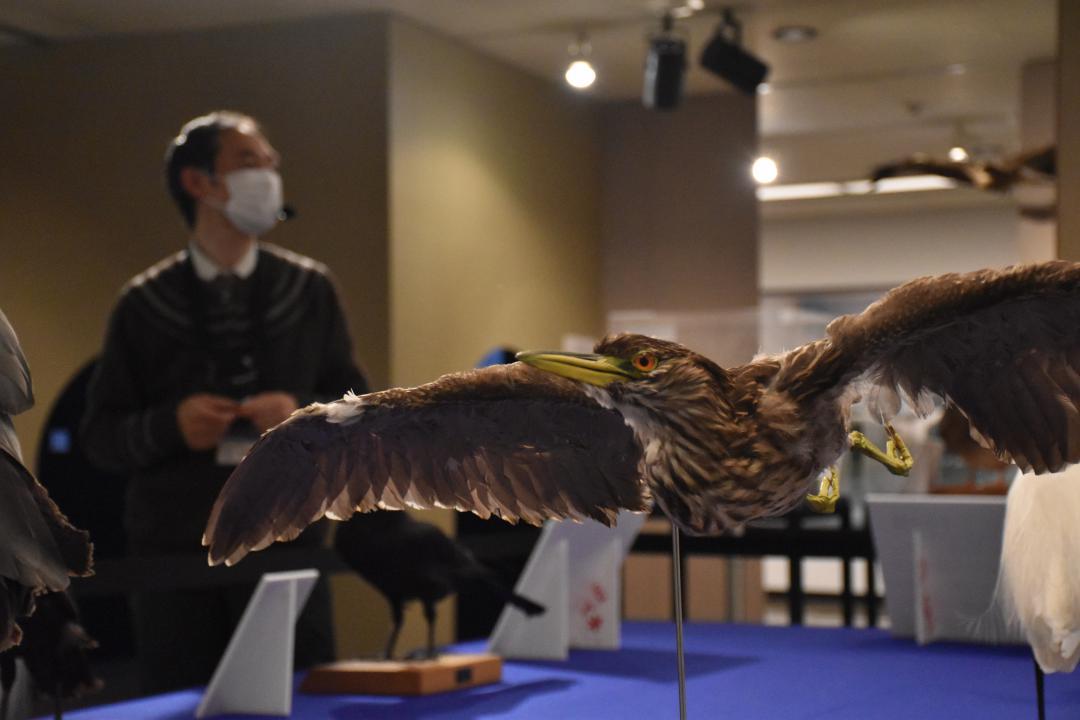 特別展では渡り鳥の剥製や骨など約170点を展示=水戸市大町の市立博物館
