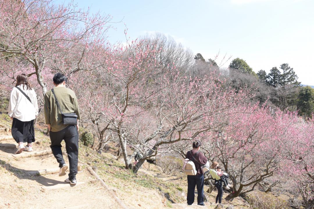 色鮮やかに咲く梅と、コロナ禍で閑散としている筑波山の梅林＝筑波山