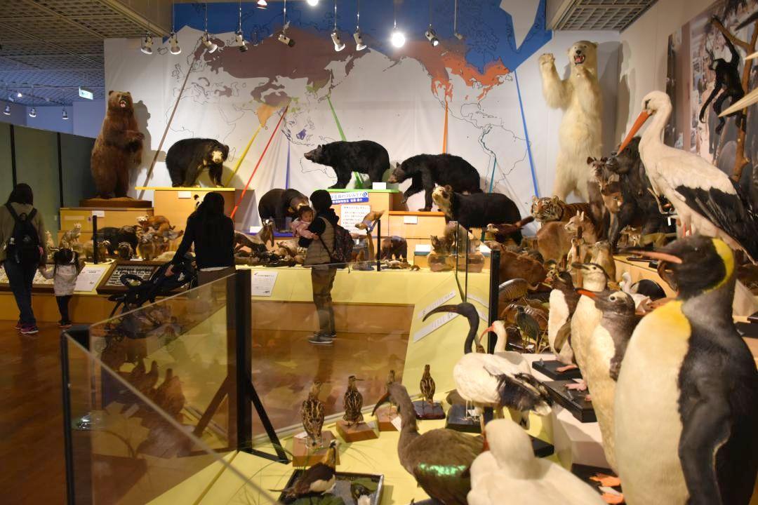 鳥類やクマの剥製が並ぶ「動物コレクション」のコーナー=坂東市大崎
