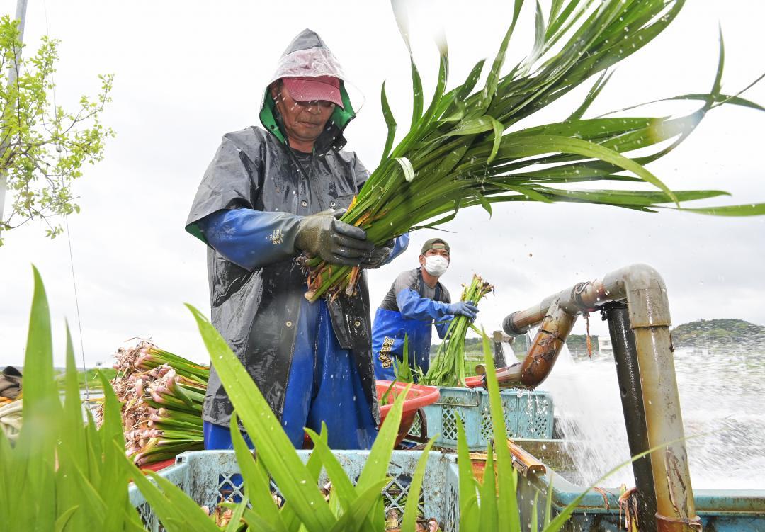 収穫した葉ショウブを水洗いする生産農家=26日午後、行方市山田、吉田雅宏撮影
