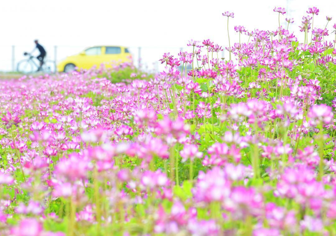 農地を一面ピンク色に染めるレンゲソウ=坂東市矢作
