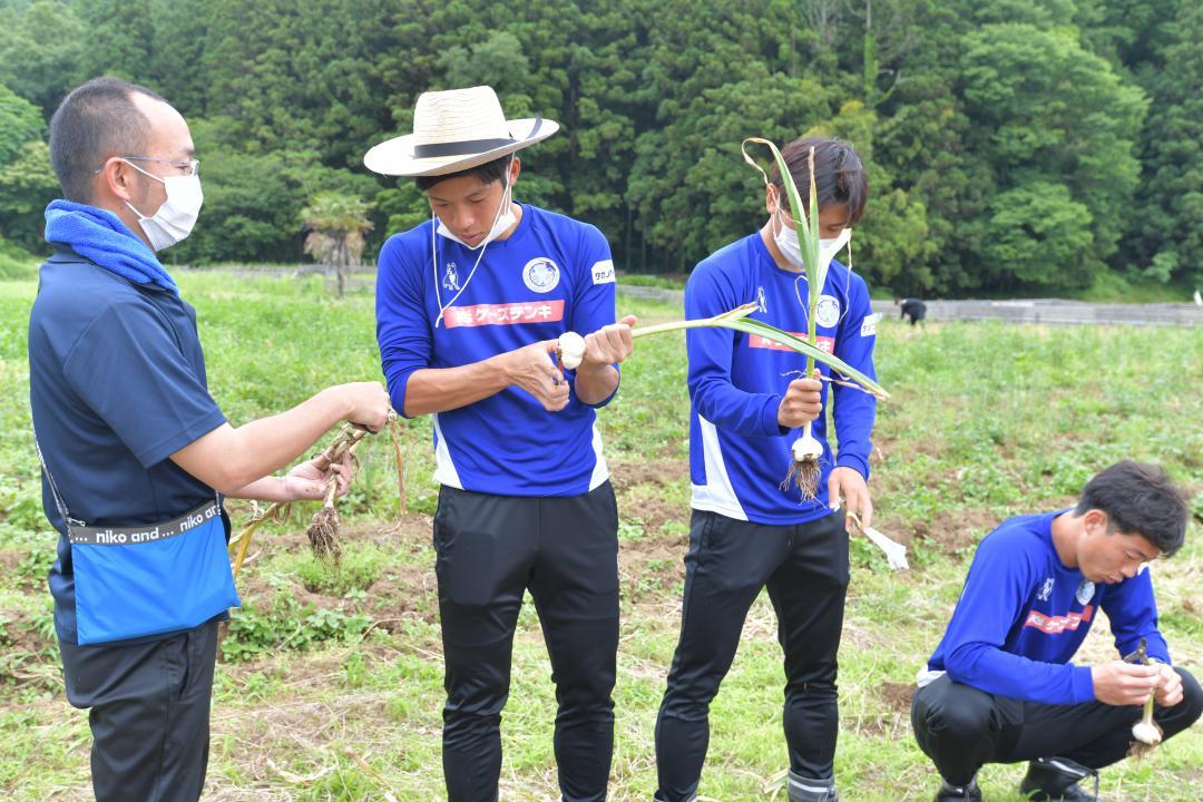 収獲したニンニクの皮をむくJ2水戸の中山開帆選手、平塚悠知選手、村田航一選手(右から)ら=城里町上古内