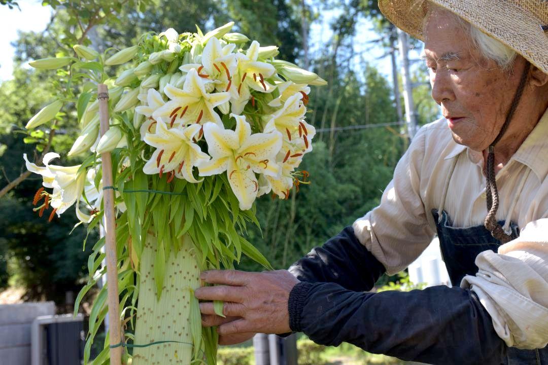 地元の住民団体が植えたヤマユリ。約100個のつぼみを付けて咲き始めた=美浦村文化財センター
