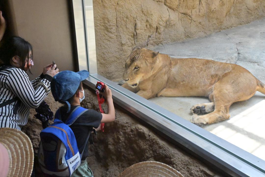 ガラス越しにライオンを撮影する来園者=日立市かみね動物園
