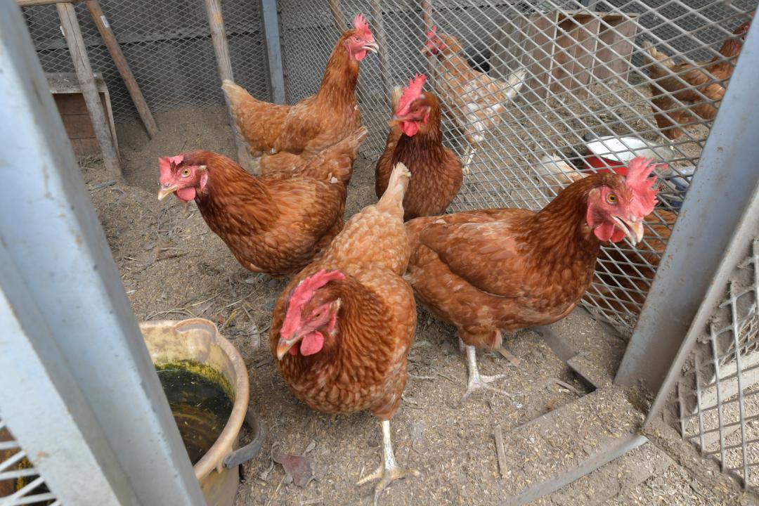 平飼いの鶏が生む卵は濃厚で人気が高い=那珂市飯田
