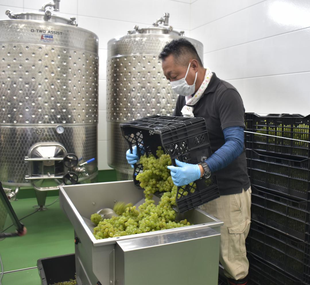 除梗破砕機にワイン用のブドウを入れる山口景司社長=常陸太田市瑞龍町
