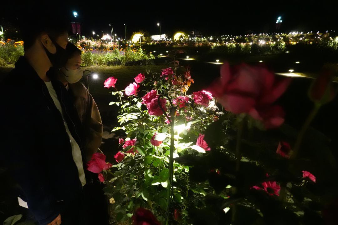 ライトアップされた夜のバラ園を楽しむ入園者=19日午後7時半ごろ、石岡市下青柳
