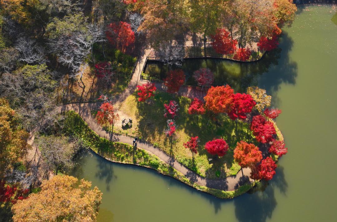 Autumn leaves of Kitayama Park shining on the waterside = Tairamachi, Kasama City (from a small drone)
