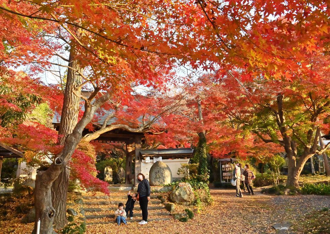 Area around the main gate of Yakuoji Temple surrounded by red maple trees = Aoki, Sakuragawa City, afternoon of the 18th
