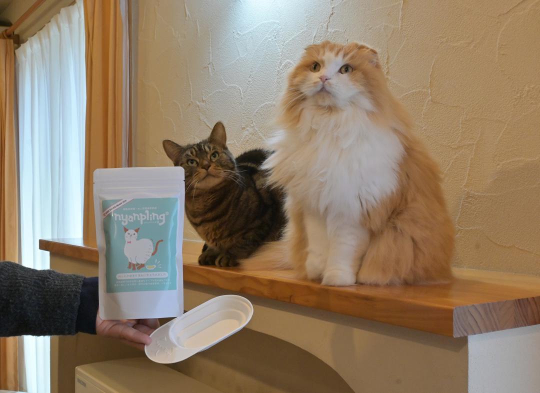 堀江祐子さんが開発したネコ用採尿器と、愛猫のロイ君(右)とジェイ君=日立市南高野町
