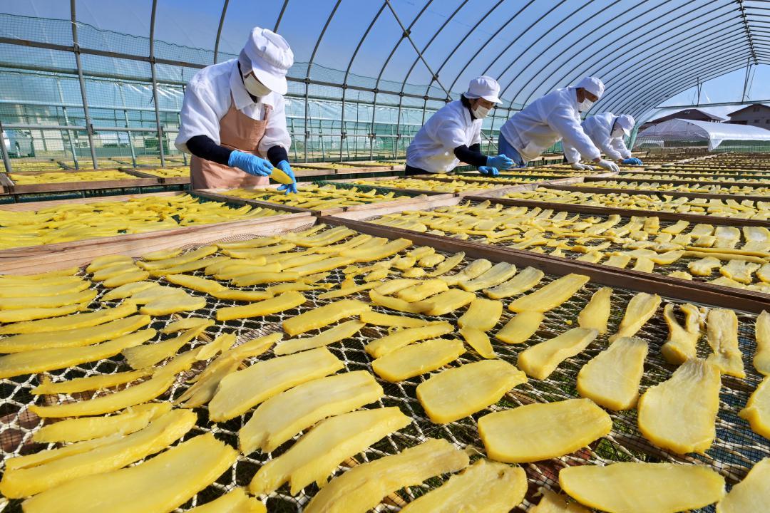 最盛期を迎えた干し芋作り=30日、ひたちなか市阿字ケ浦町