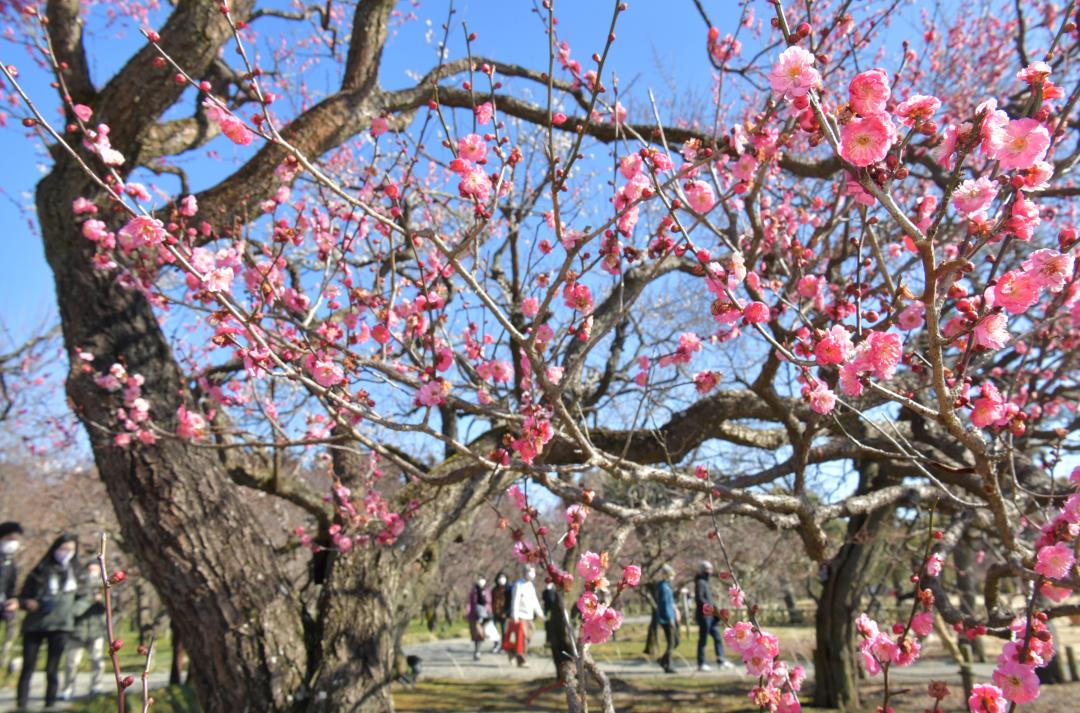 約3割が開花した偕楽園。早咲きの紅梅の中には、見頃を迎えたものもある=11日午前、水戸市常磐町