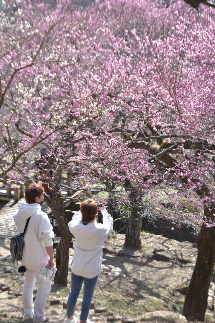 梅まつりを楽しむ観光客＝筑波山
