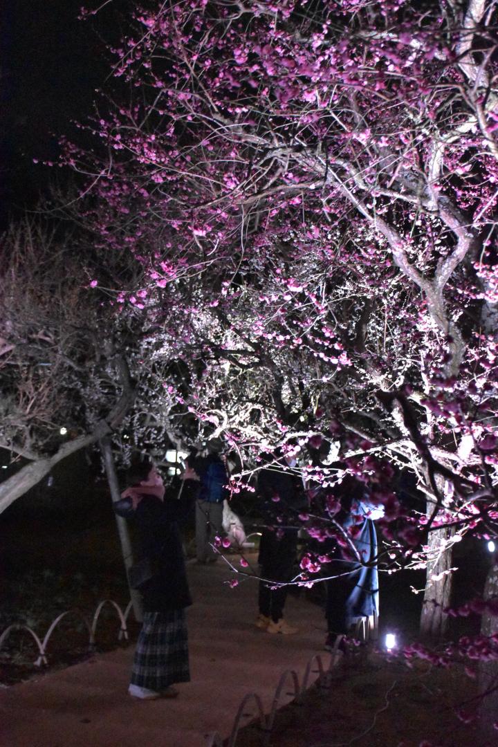 見頃を迎え、ライトアップされた弘道館の梅の花を撮影する人たち=25日午後7時25分、水戸市三の丸