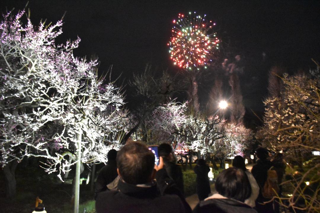 ライトアップされた弘道館公園の梅林の夜空に上がる花火を撮影する人たち=25日午後7時55分、水戸市三の丸