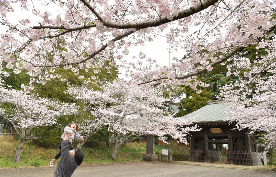 西蓮寺仁王門前のソメイヨシノを間近で楽しむ親子連れ=行方市西蓮寺
