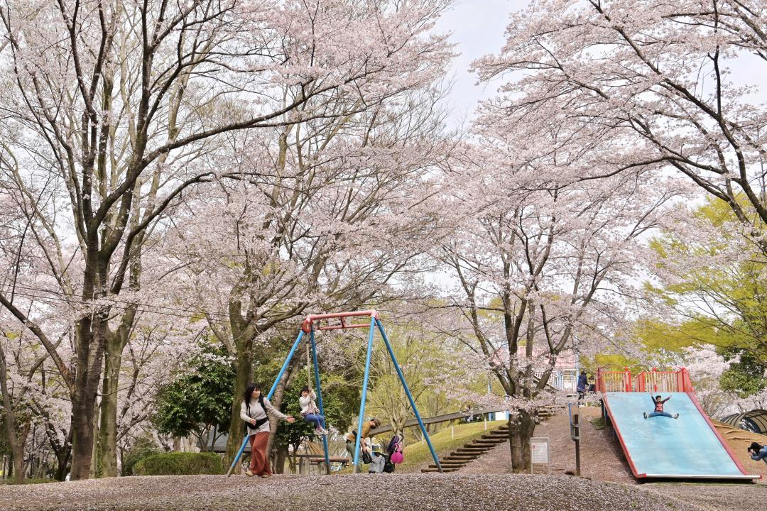 園内を包み込むように咲く県西総合公園の桜=27日午後、筑西市桑山
