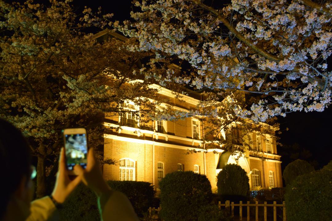 牛久シャトーの本館と満開の夜桜をライトアップ=牛久市中央
