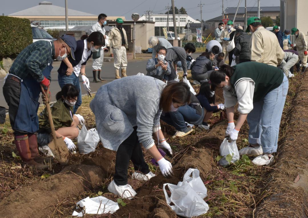 体験交流会でサツマイモ掘りに挑戦した東京都民ら=茨城町駒場
