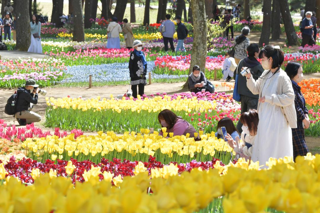 色とりどりのチューリップを楽しむ来園者=ひたちなか市馬渡の国営ひたち海浜公園