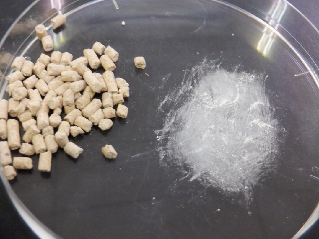 凍結・乾燥した納豆菌「S-903株」(右)とコイの餌(県水産試験場内水面支場提供)
