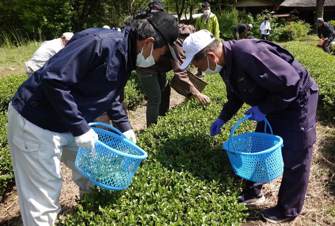 徳川光圀にゆかりがある「初音」茶の収穫をする参加者=城里町上古内
