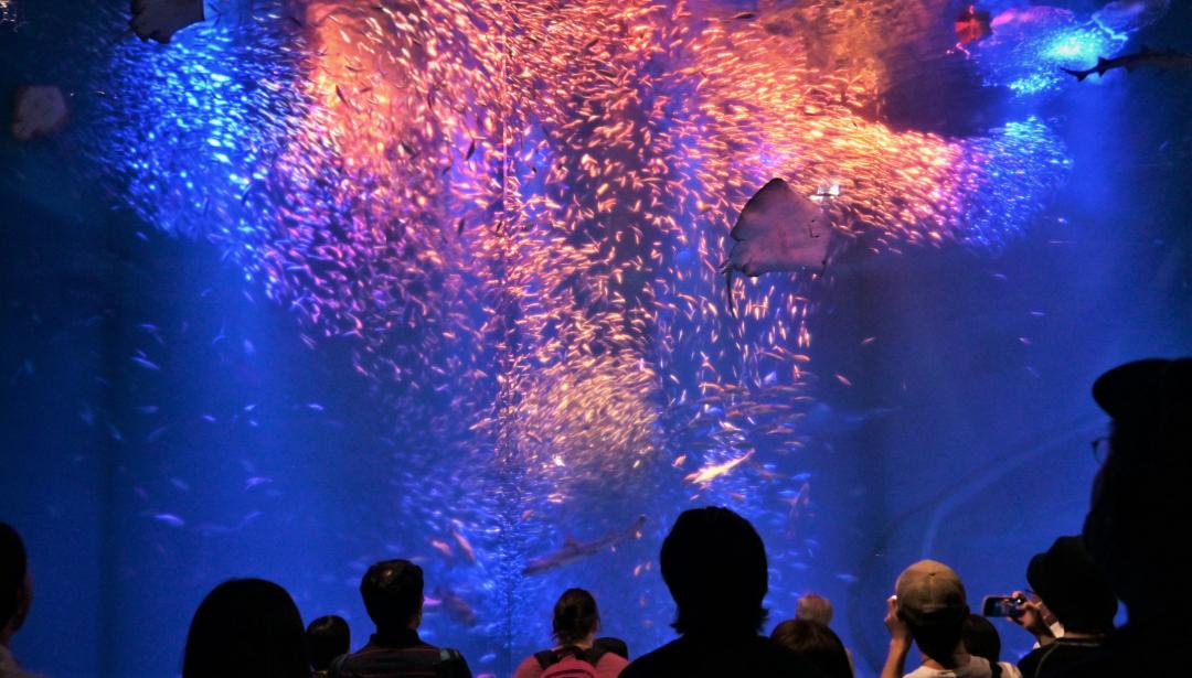 マイワシと光、音の織りなすパフォーマンスに歓声を上げる来館者=大洗磯浜町のアクアワールド県大洗水族館